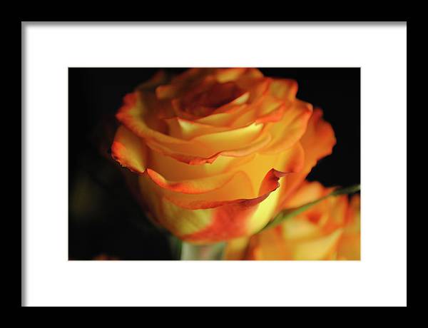 Raw Flowers 7 - Framed Print
