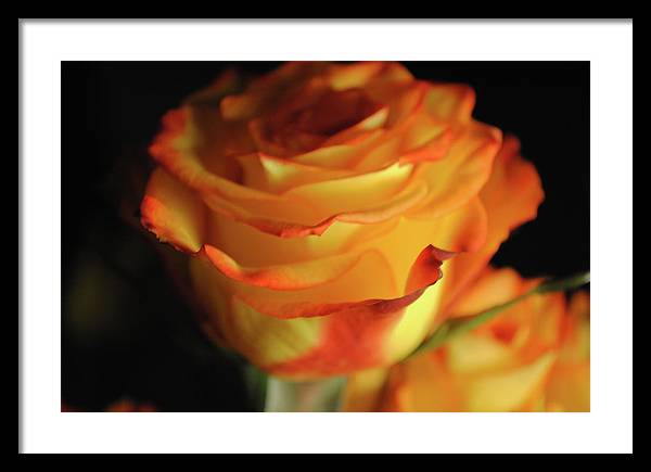 Raw Flowers 7 - Framed Print