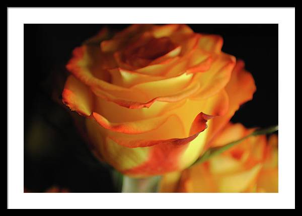 Raw Flowers 7 - Framed Print