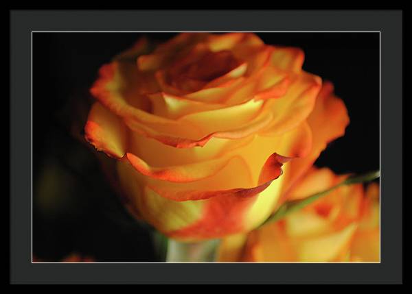 Raw Flowers 7 - Framed Print