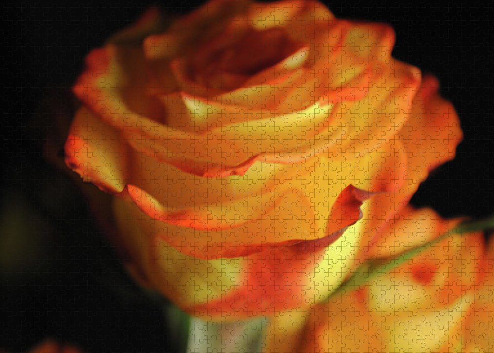 Raw Flowers 7 - Puzzle