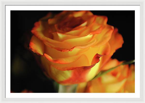 Raw Flowers 7 - Framed Print