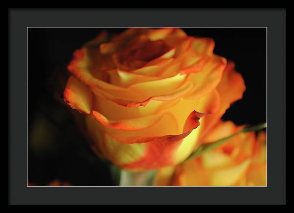 Raw Flowers 7 - Framed Print