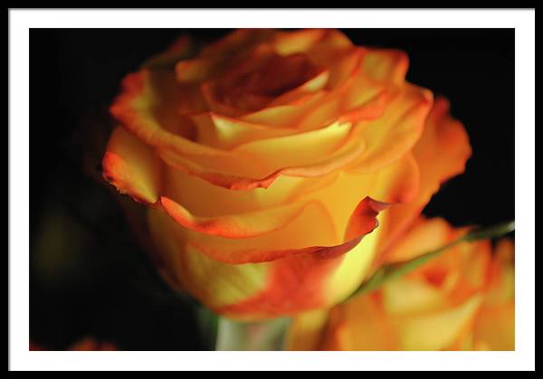 Raw Flowers 7 - Framed Print