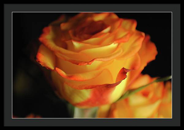 Raw Flowers 7 - Framed Print
