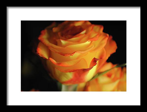 Raw Flowers 7 - Framed Print