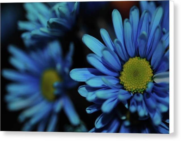 Raw Flowers 8 - Canvas Print