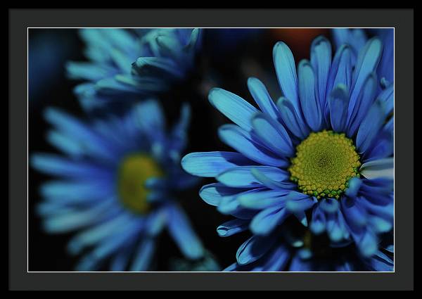 Raw Flowers 8 - Framed Print
