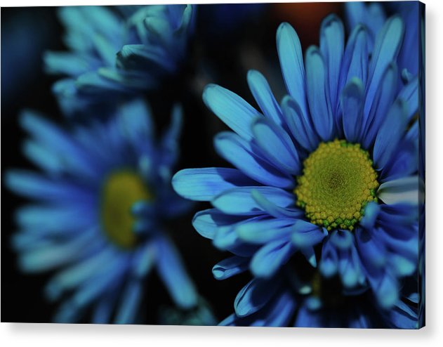 Raw Flowers 8 - Acrylic Print