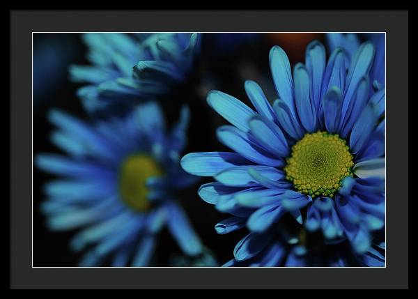 Raw Flowers 8 - Framed Print