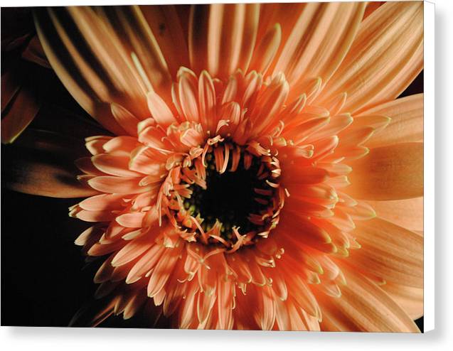 Raw Flowers 9 - Canvas Print