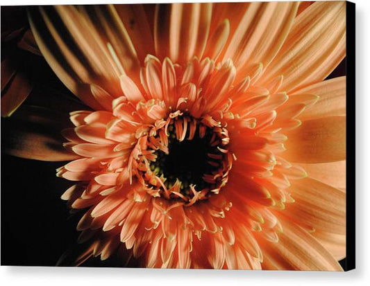 Raw Flowers 9 - Canvas Print