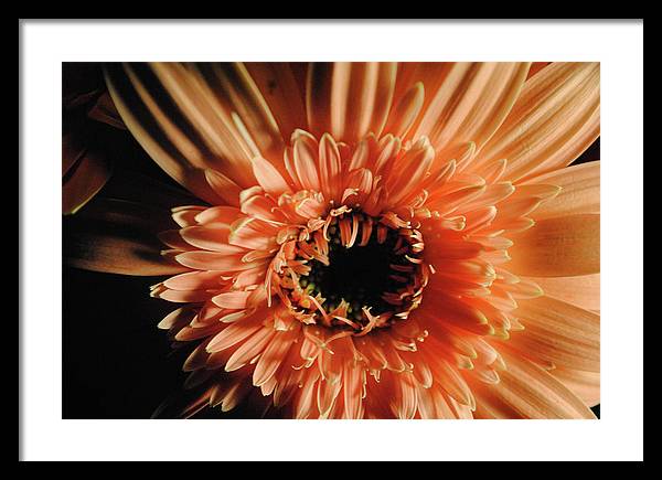 Raw Flowers 9 - Framed Print