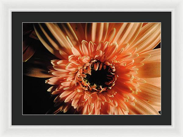 Raw Flowers 9 - Framed Print