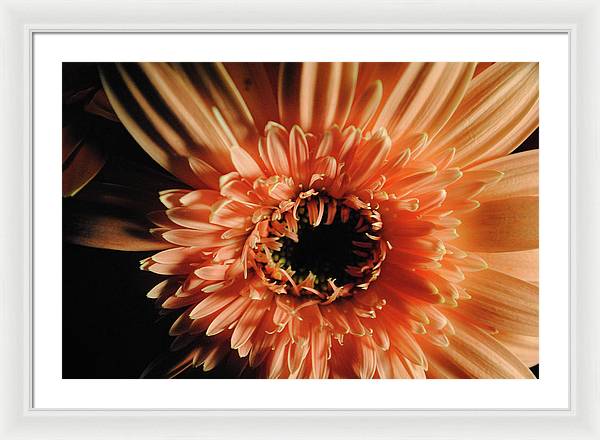 Raw Flowers 9 - Framed Print