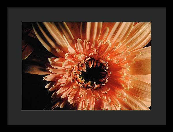 Raw Flowers 9 - Framed Print