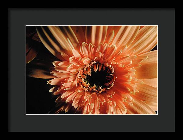 Raw Flowers 9 - Framed Print