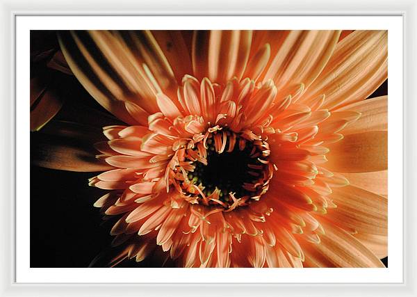 Raw Flowers 9 - Framed Print