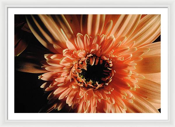 Raw Flowers 9 - Framed Print