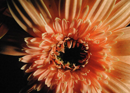 Raw Flowers 9 - Puzzle