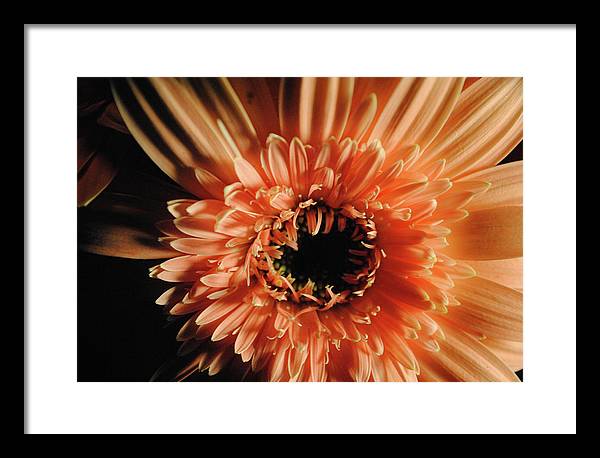 Raw Flowers 9 - Framed Print