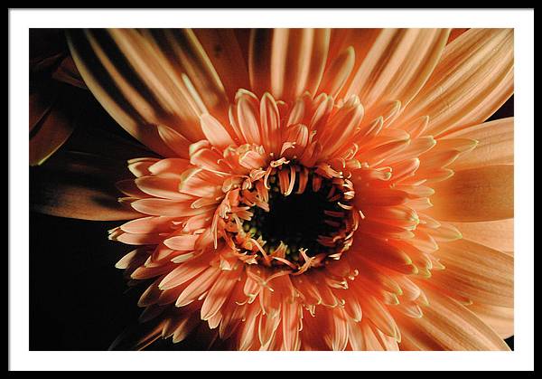 Raw Flowers 9 - Framed Print