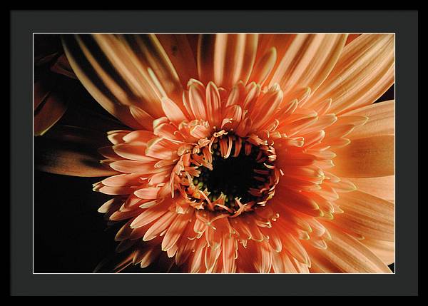 Raw Flowers 9 - Framed Print