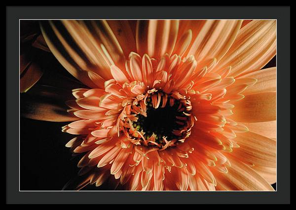 Raw Flowers 9 - Framed Print
