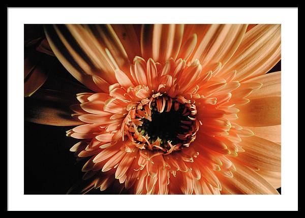 Raw Flowers 9 - Framed Print