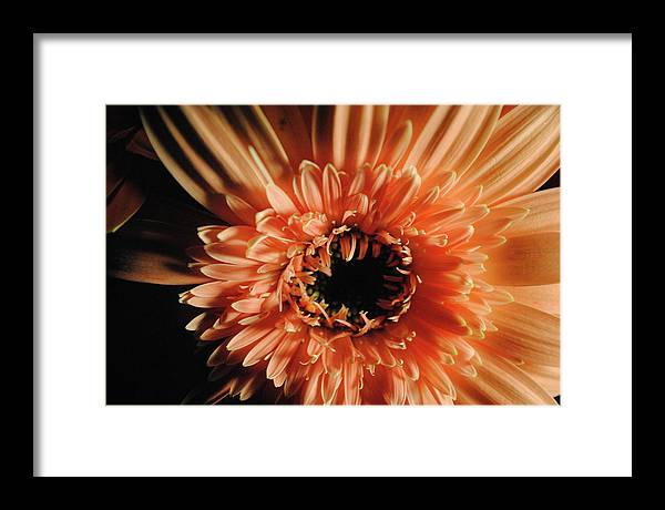 Raw Flowers 9 - Framed Print