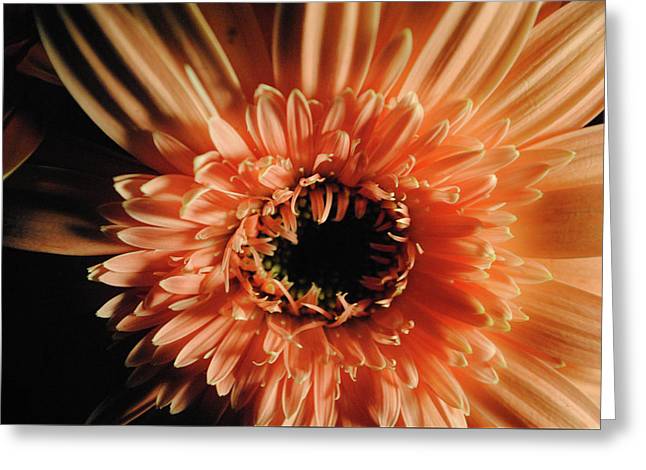 Raw Flowers 9 - Greeting Card