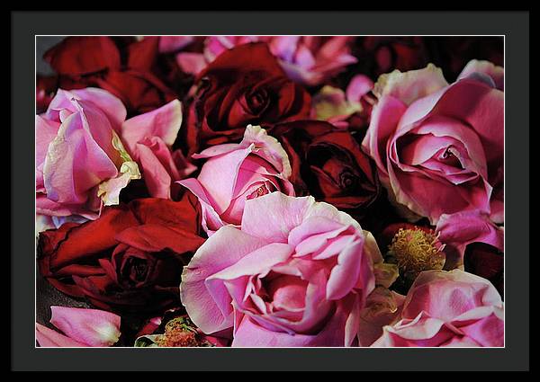 Red and Pink Rose Heads - Framed Print