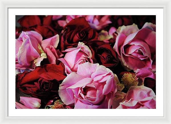 Red and Pink Rose Heads - Framed Print