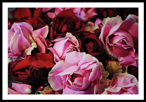 Red and Pink Rose Heads - Framed Print