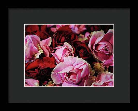 Red and Pink Rose Heads - Framed Print