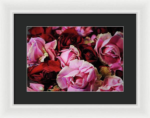 Red and Pink Rose Heads - Framed Print