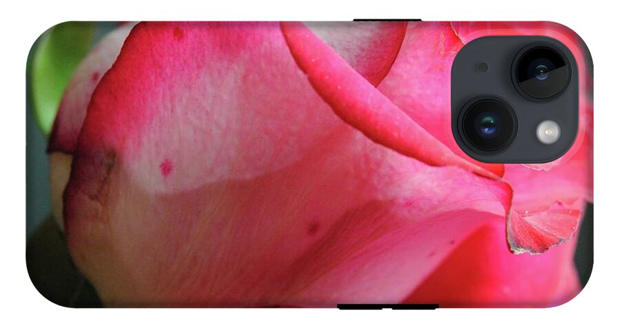 Red and White Rose in Soft Light - Phone Case
