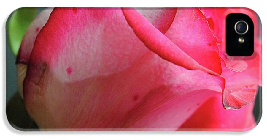 Red and White Rose in Soft Light - Phone Case