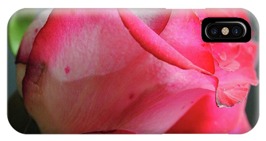 Red and White Rose in Soft Light - Phone Case
