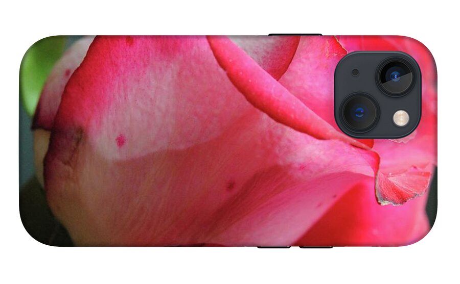 Red and White Rose in Soft Light - Phone Case
