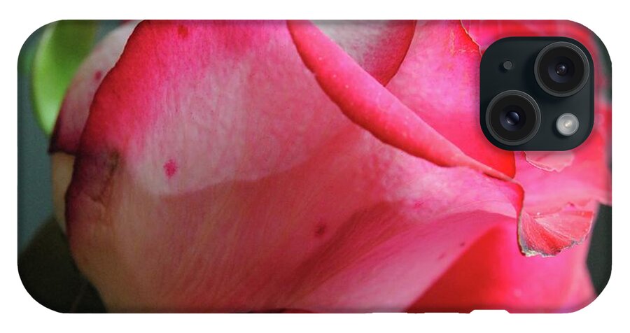 Red and White Rose in Soft Light - Phone Case