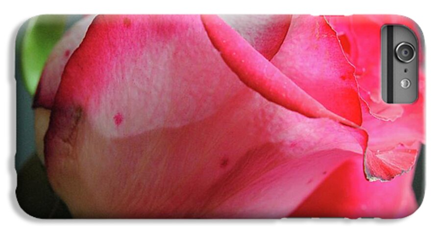 Red and White Rose in Soft Light - Phone Case