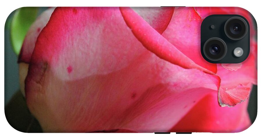 Red and White Rose in Soft Light - Phone Case