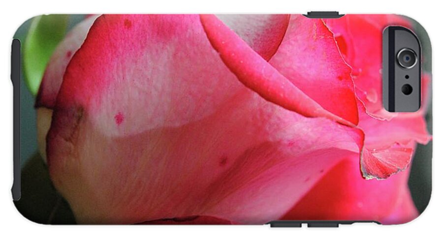 Red and White Rose in Soft Light - Phone Case