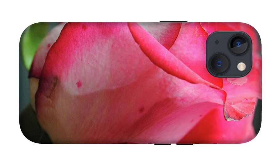 Red and White Rose in Soft Light - Phone Case