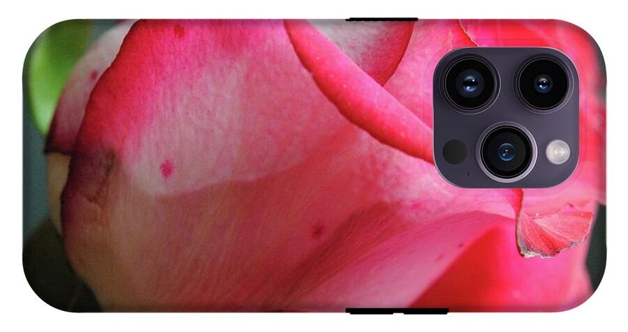 Red and White Rose in Soft Light - Phone Case