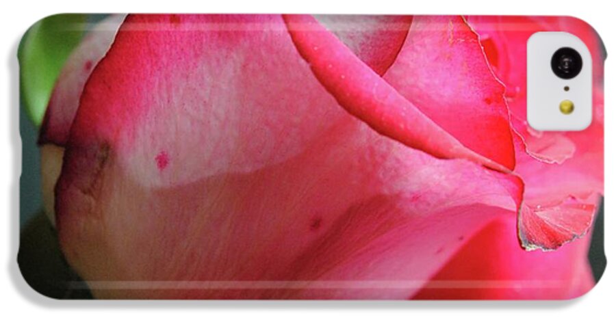 Red and White Rose in Soft Light - Phone Case