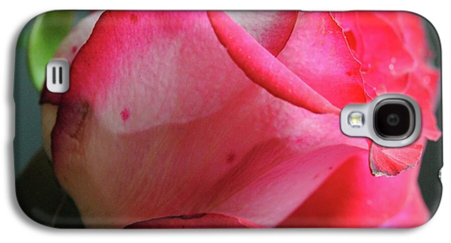 Red and White Rose in Soft Light - Phone Case