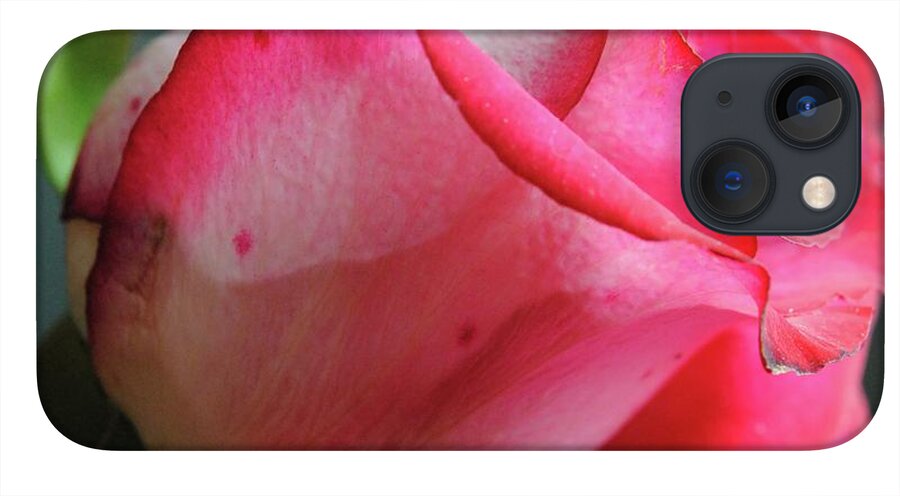 Red and White Rose in Soft Light - Phone Case
