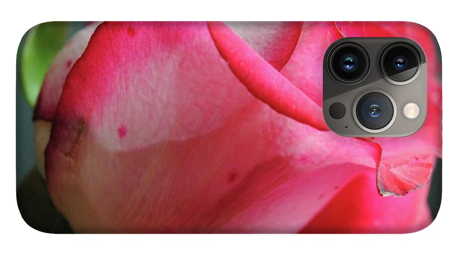 Red and White Rose in Soft Light - Phone Case
